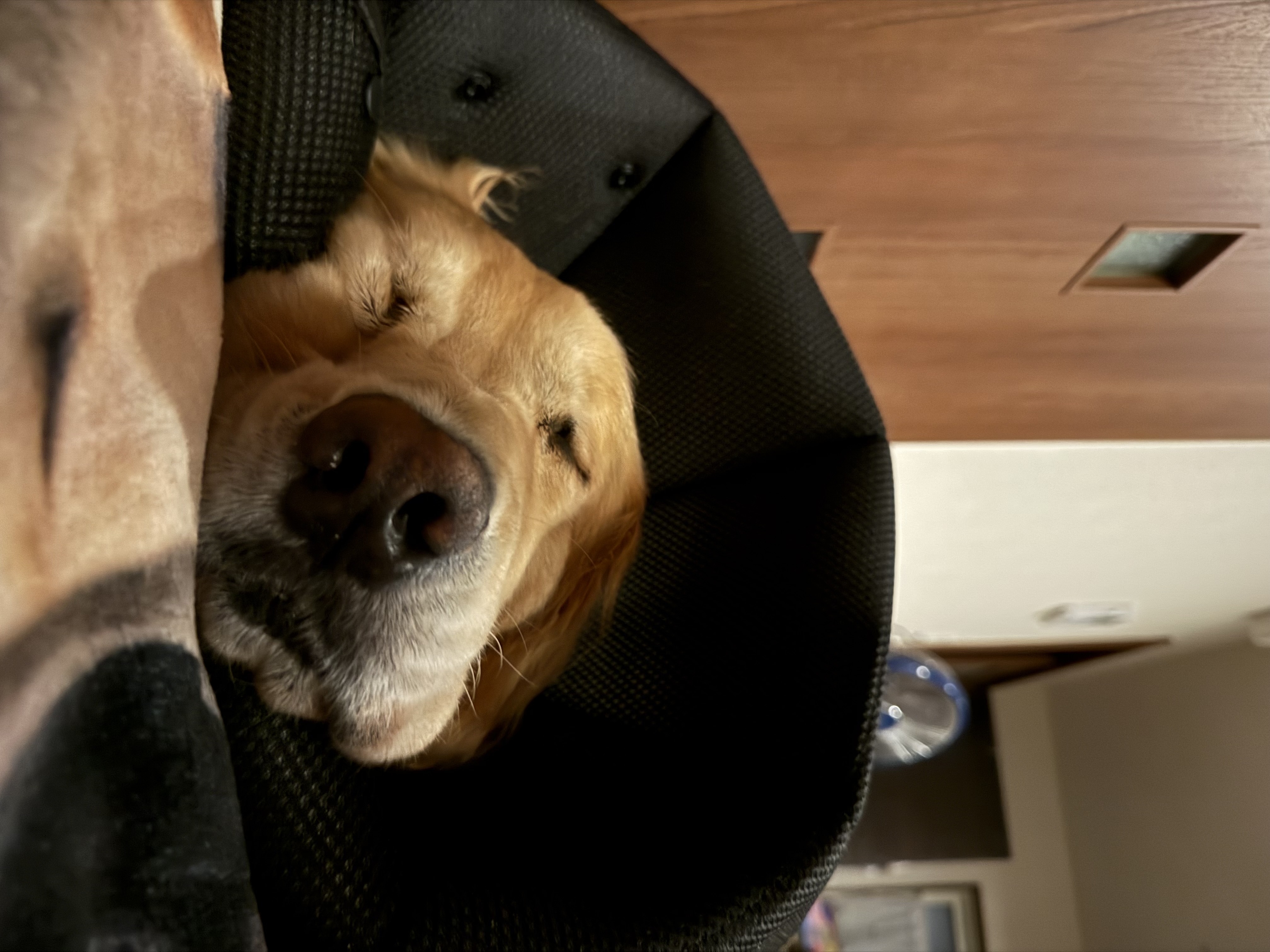 JOY君退院しました！