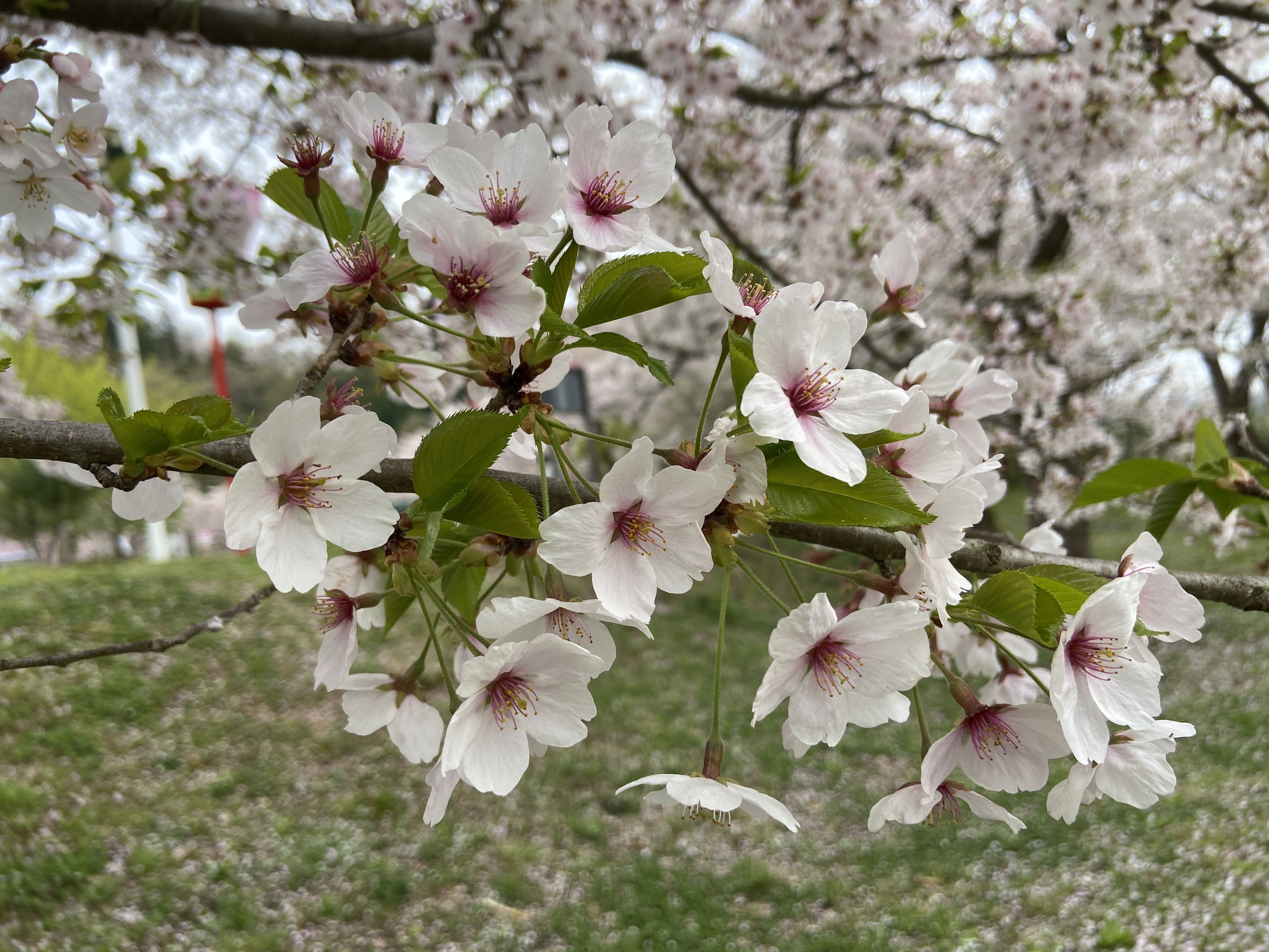 桜が満開、暖かくなり売却の相談が増えてます。